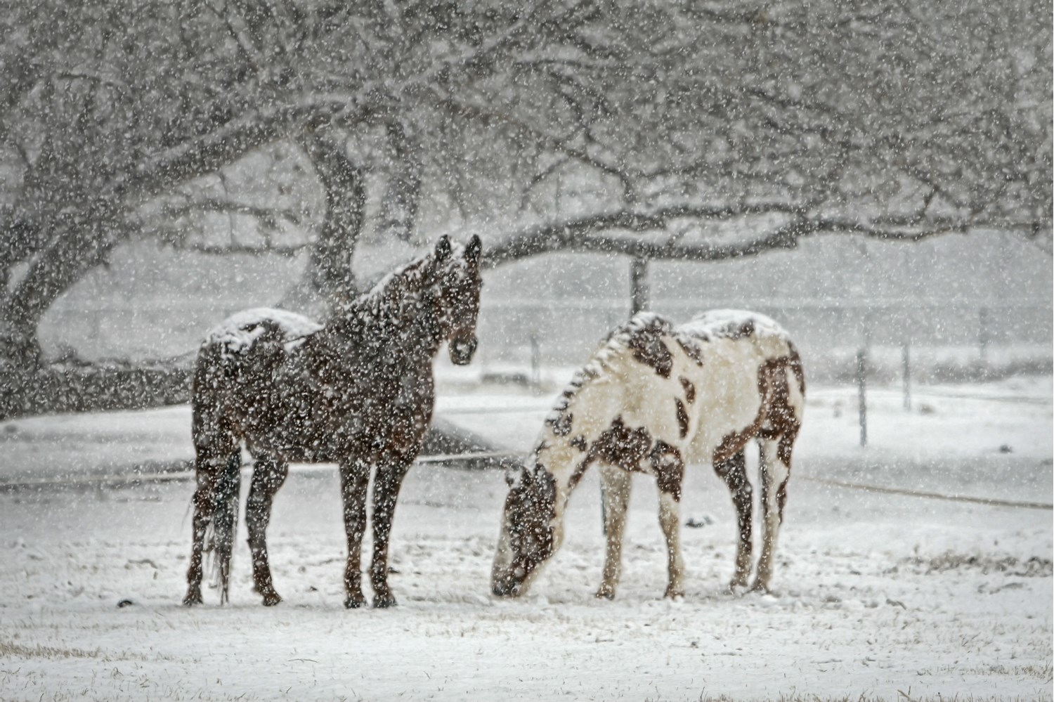 EquiSearch’s Ask the Vet: Horses in Cold Weather