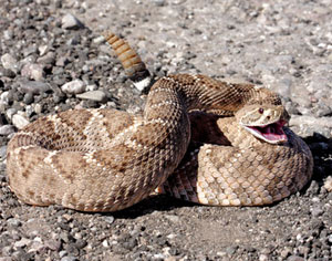 EquiSearch’s Ask the Vet: Rattlesnake Bites