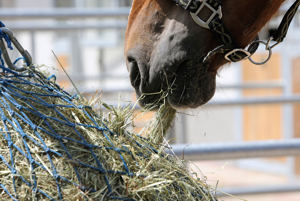 Expert Advice on Selecting Hay