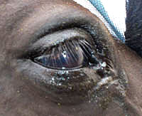 Trail Riding First Aid Part 3: Eye Injury