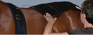 New Therapies to Help Your Horse