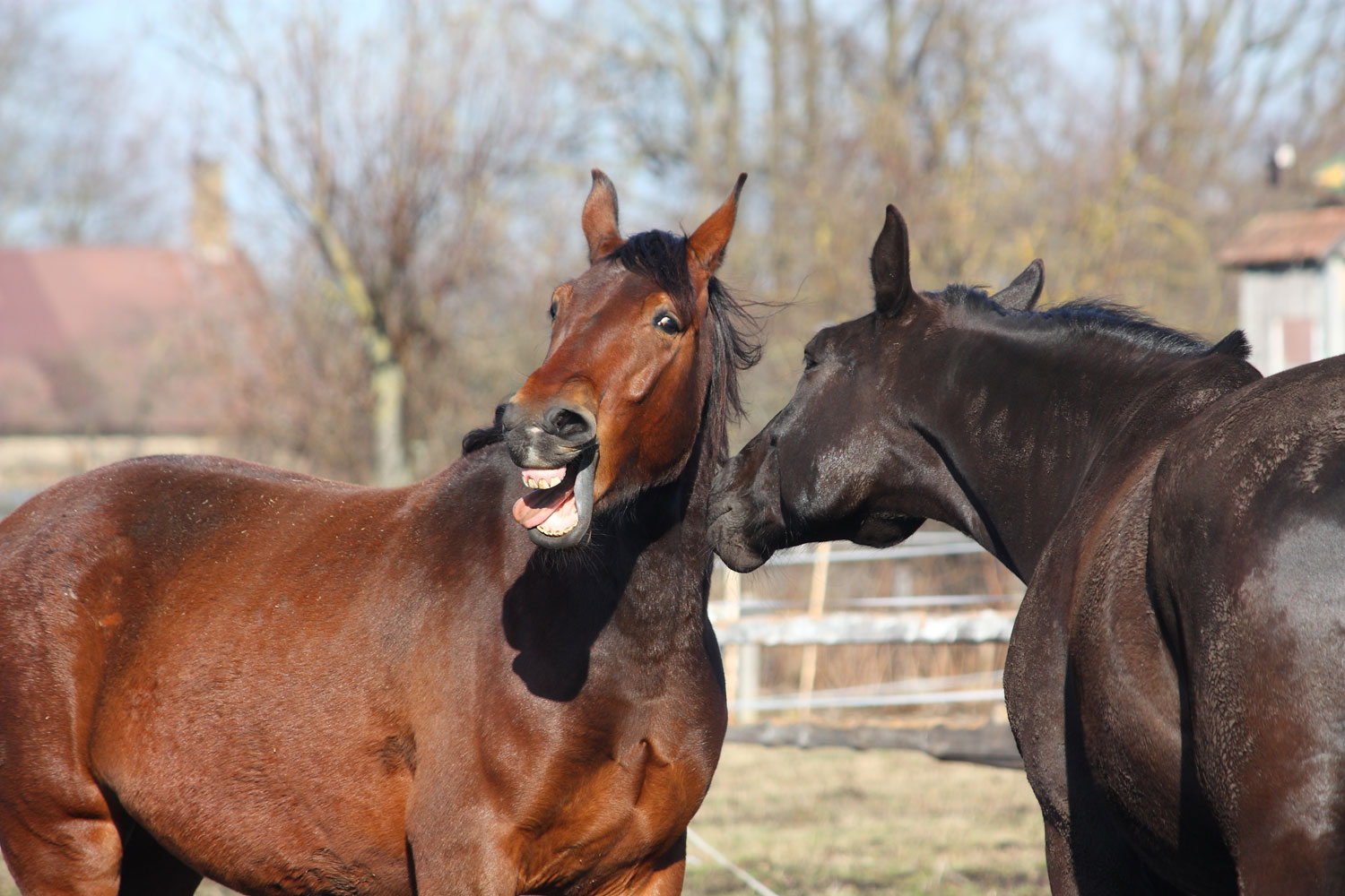 Fighting Equine Diseases Takes More Than Timely Vaccinations