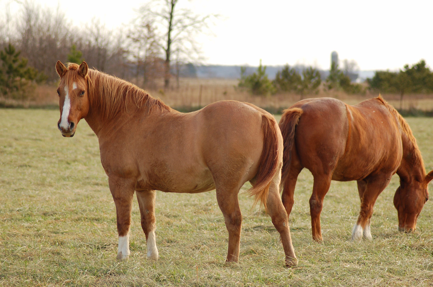 Five Management Tips for Overweight Horses