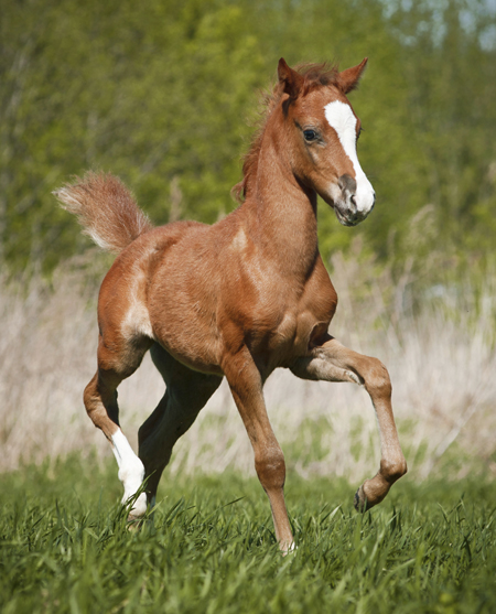 Yes, You Need Equine Liability Insurance