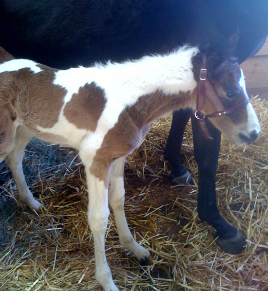 Photos of Foals Remind Me Why I Miss Breeding Horses