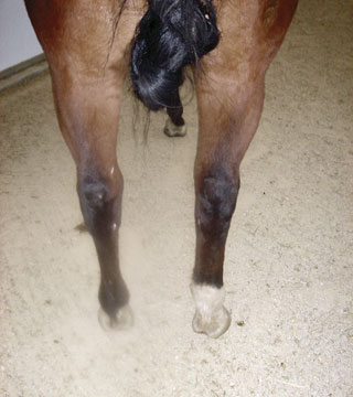Foot Infections And Abscesses In Horses