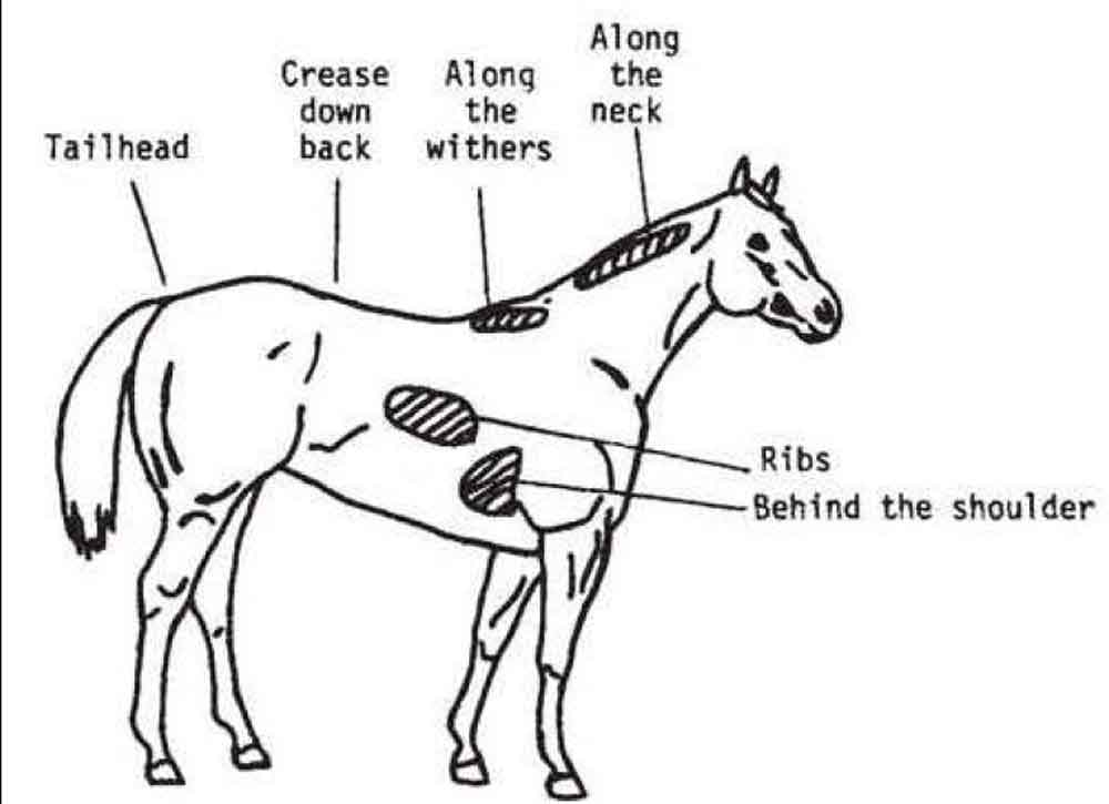 Four Methods to Determine if Your Horse is Overweight