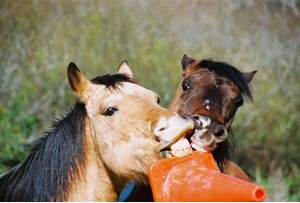 Three Equine Diseases to Watch For