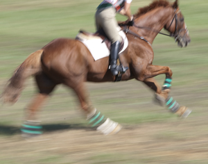 5 Common Sport Horse Injuries