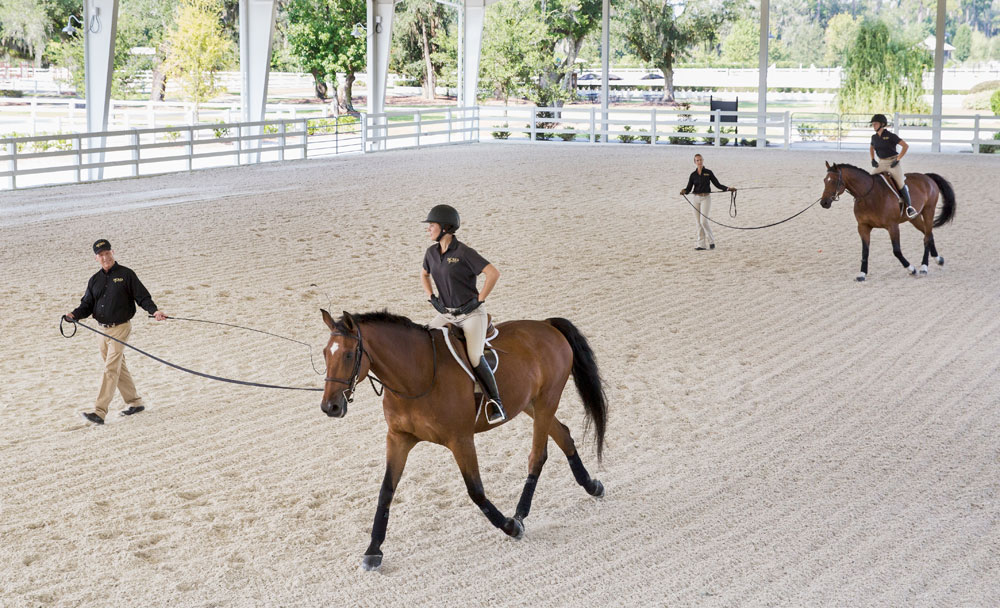 Going Round and Round – Improve Your Riding with Longe Lessons
