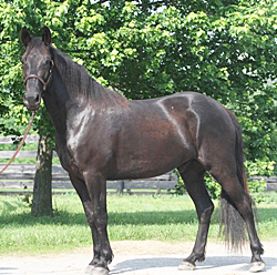Meet the Kentucky Equine Humane Center’s Adoptable Horse of the Week, Goliath