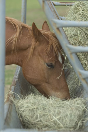 Tips to Help You Buy Horse Hay