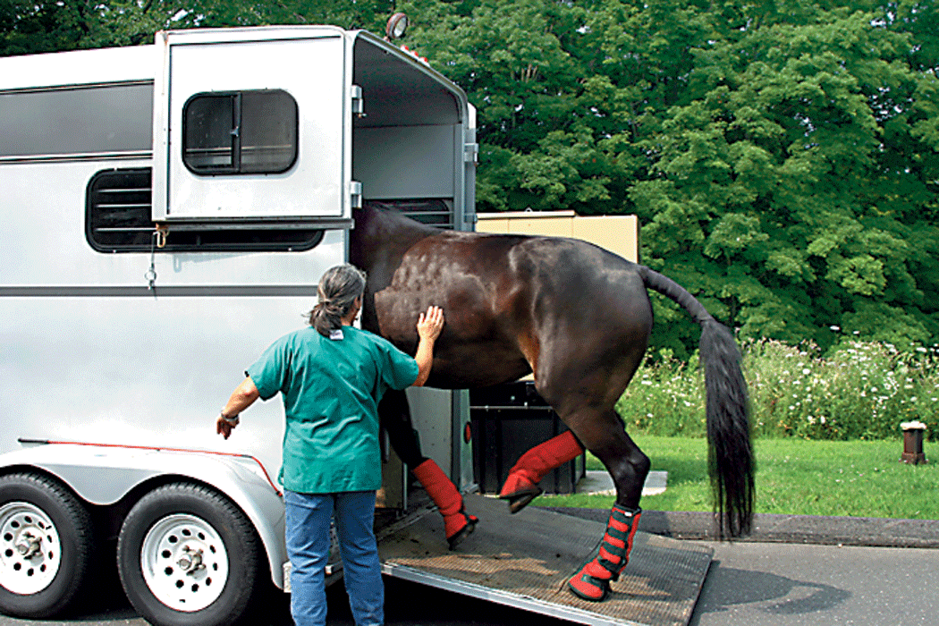 Disaster Preparedness For Horses