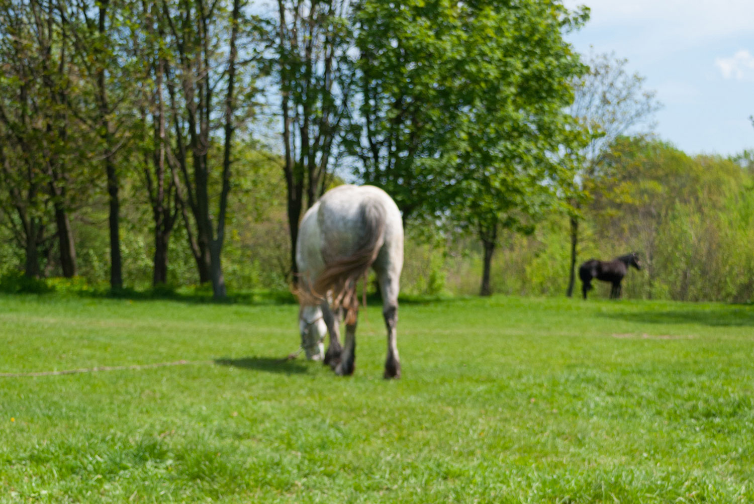 Spring Pasture Management Tips