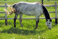 Spring Health Check for Senior Horses