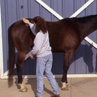 Groom Your Horse for Good Health