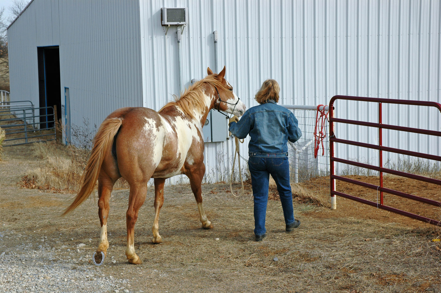 Hand-Walking Tips for Horses on Stall Rest