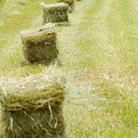 Five Ways To Stretch Your Hay Supply