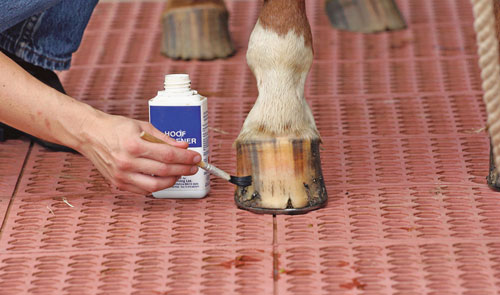 Head-to-Toe Grooming for Your Horse