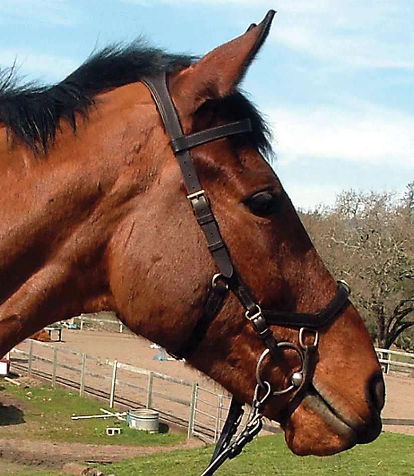 Headshaking in Horses:  Simple Symptom, Complex Cause