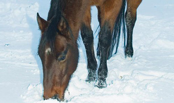 Heated Water Buckets Prevent Dehydration in Horses