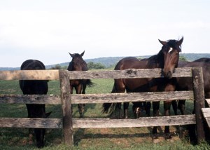 Neglected, abused or abandoned horses: How to help