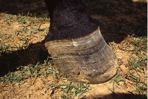 Horse Journal OnCall: Nutrition and Healthy Hooves