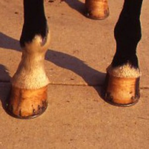 Ten Hoof Care Tips to Help Keep Your Horse’s Hooves Healthy and Strong