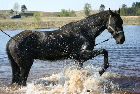 Give Your Horse A Hott Wash