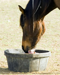 Horse Care Basics Refresher
