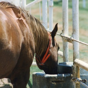 Ten Tips to Keep Your Horses Cool
