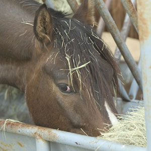 Refeeding Malnourished Horses