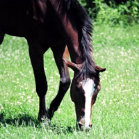 Right Facts About Equine Deworming, Part Three
