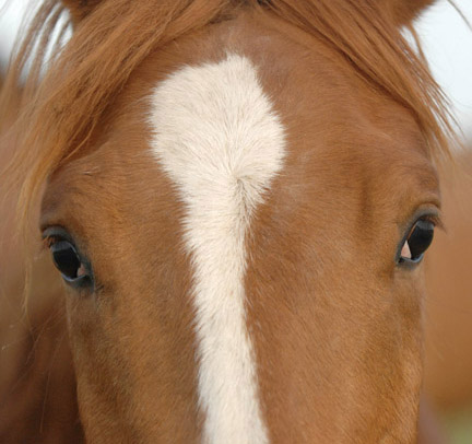 Horse Hair: Whorl Patterns