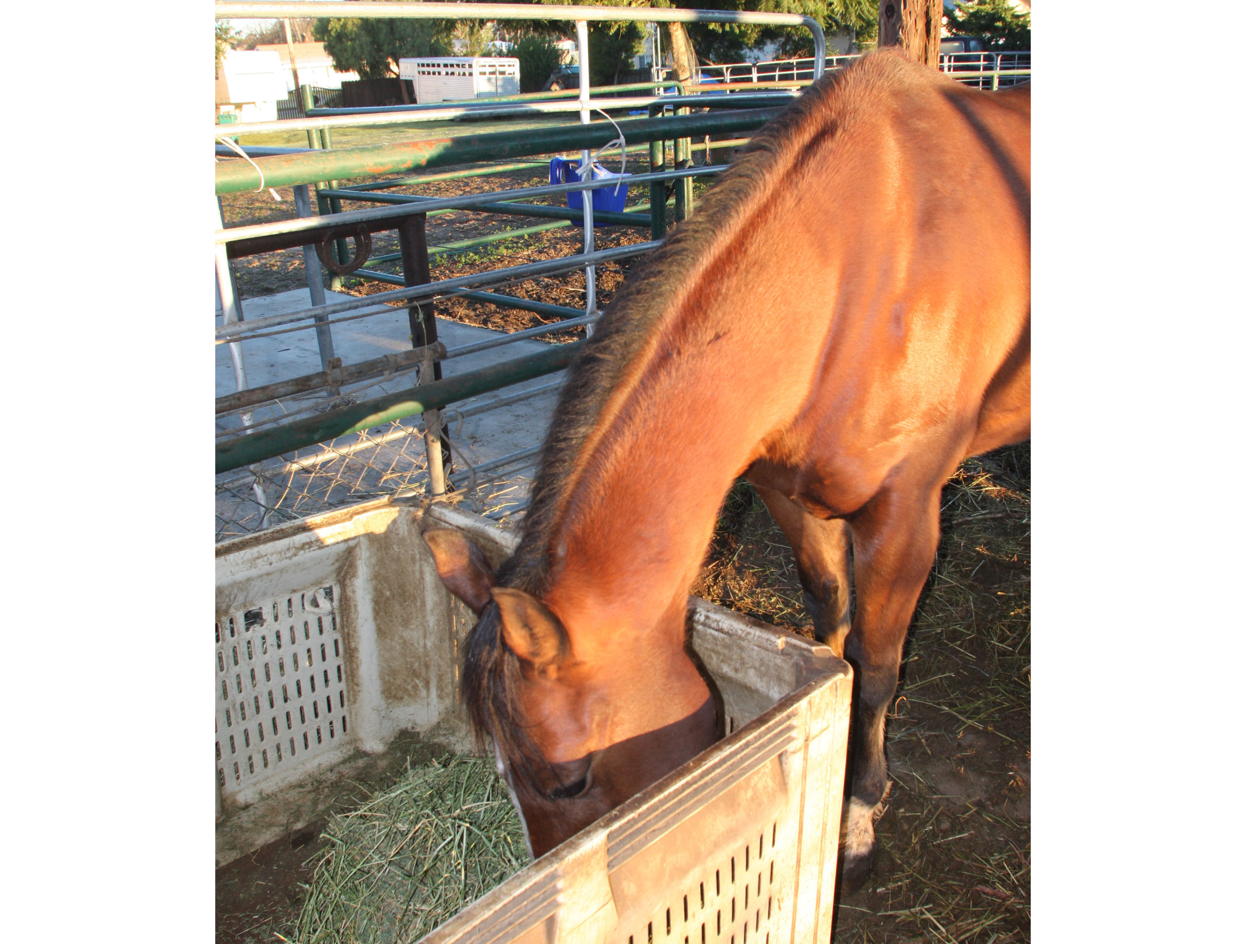Horse Health: Vitamins and Minerals