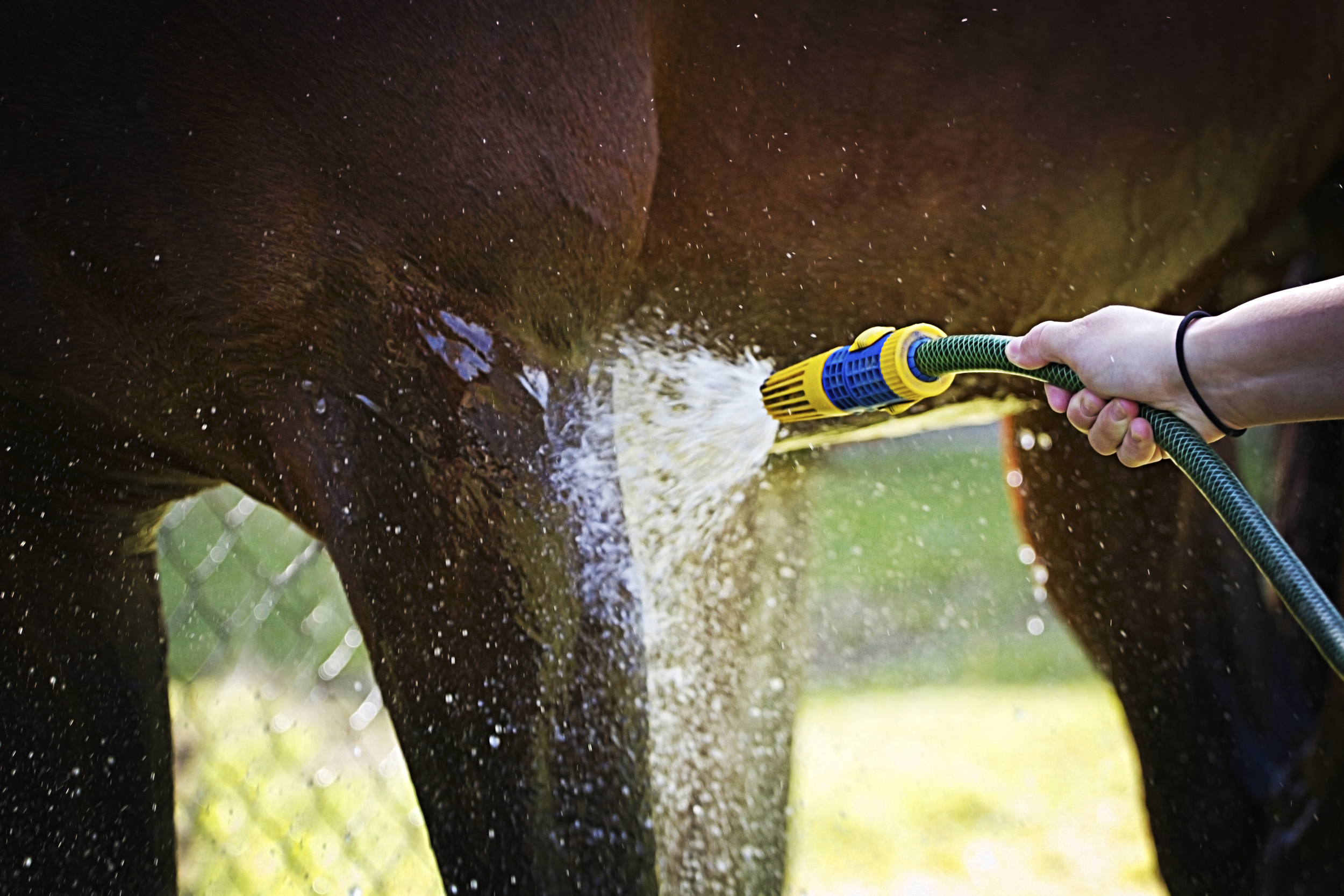 Protect Your Horse From Heat Stress