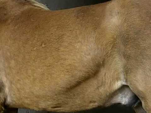 Horse Heaves: Symptoms and Treatment