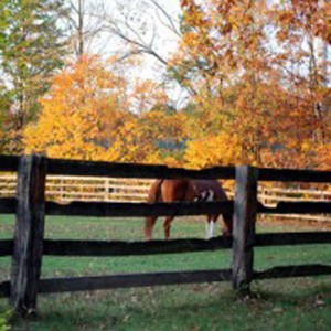Winter Preparation: Fall Horse Chores