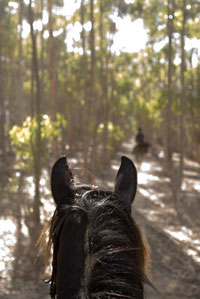 Why Your Horse Gets Nervous in the Woods