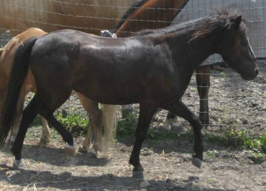 Horse Journal Rescue Horse of the Week: Black Jack