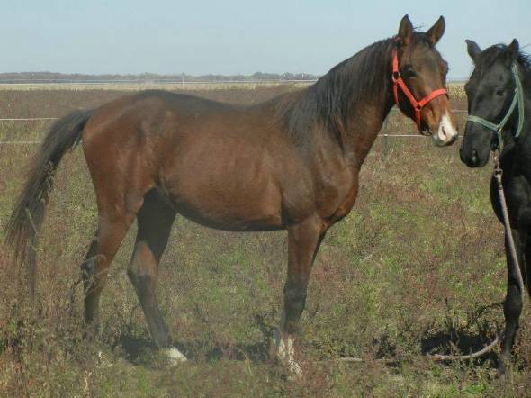 Horse Journal’s Rescue Horse of the Week: Zeus