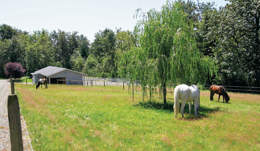 Creating the Perfect Horse Paddock