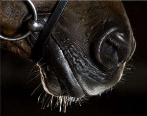 Clipping Horse Whiskers: Yes or No?