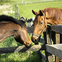 A Fence Can’t Contain Horse Love