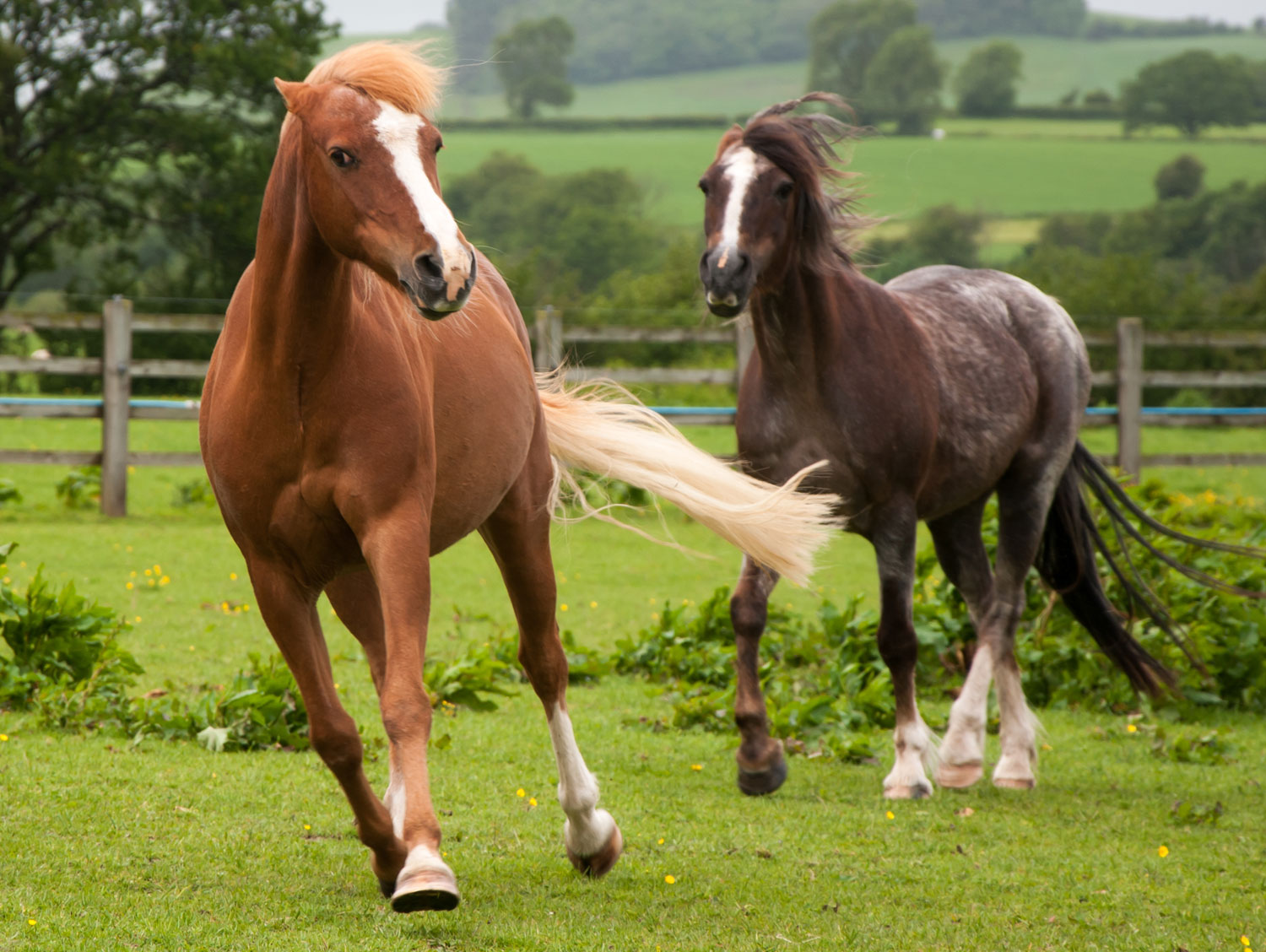 House Flies vs. Stable Flies. Which Flies Are Bugging Your Horse?