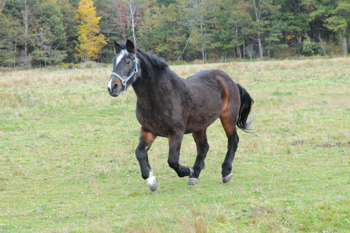 How Much Exercise for a Senior Horse?