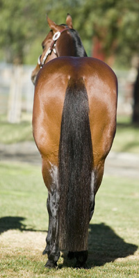 How to Keep your Horse’s Tail Healthy