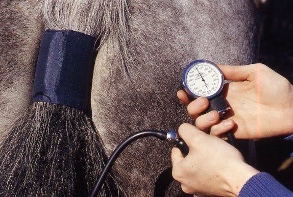 How to Spot Laminitis Early