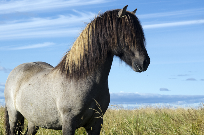 Icelandic Horse Documentary In the Works