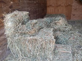 Sub-zero hay soaking
